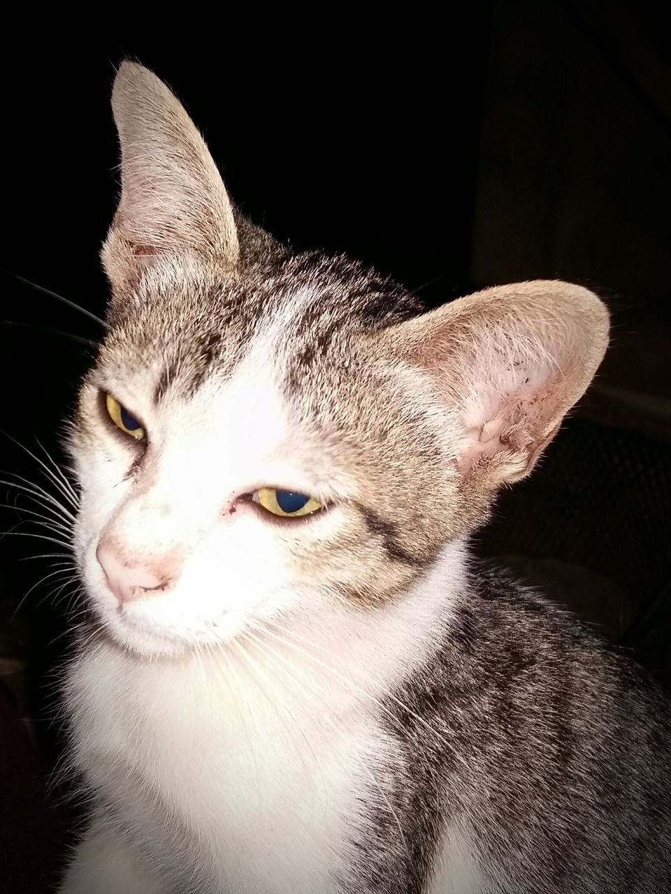 CLOSE-UP OF CAT AGAINST BLACK BACKGROUND