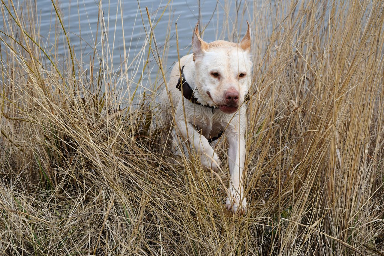 CLOSE-UP PORTRAIT OF DOG IN WATER AT SHORE