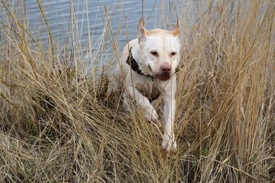 Portrait of dog in water