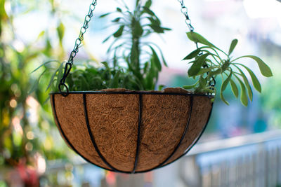 Close-up of potted plant