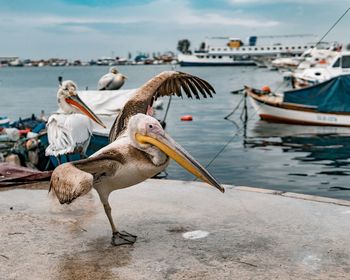 Seagulls on shore