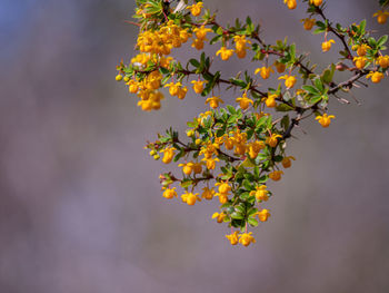 Close-up of yellow flowering plant against sky