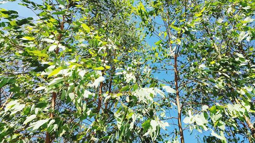 Low angle view of tree against sky