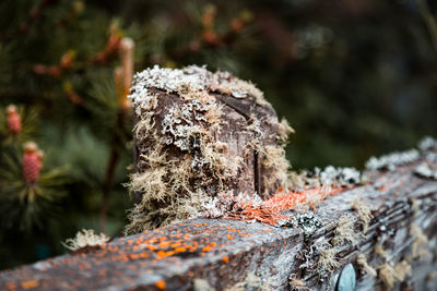 Close-up of mushroom growing on tree trunk