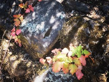 Plant growing on rocks