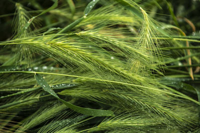 Close-up of fresh green plant