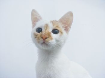 Close-up portrait of cat