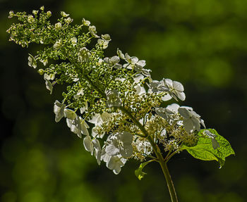 Close-up of white flowering plant