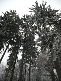 Low angle view of trees against sky