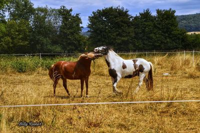 Horse standing in ranch