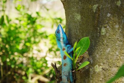 Lizard  on a tree