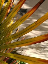 Close-up of palm leaf