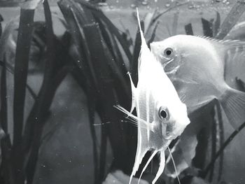 Close-up of fish swimming in aquarium