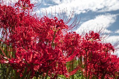 Close-up of red flowering plant against sky