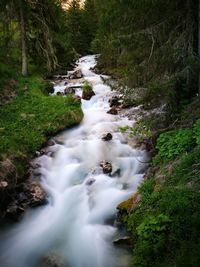 Stream flowing through forest