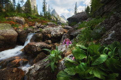 Scenic view of waterfall on rocks