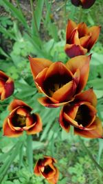 Close-up of flowers blooming outdoors