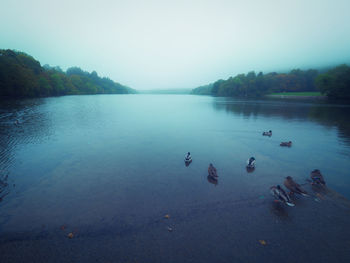 High angle view of birds swimming in lake against sky