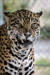 Close-up portrait of a tiger