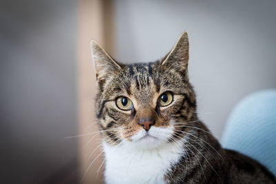 Close-up portrait of tabby cat