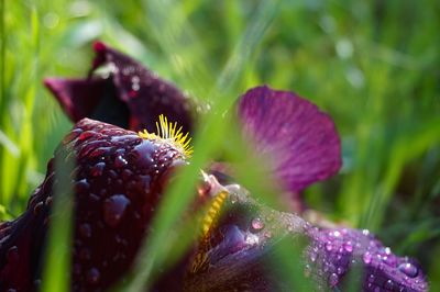 Close-up of wet purple flowering plant