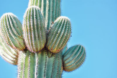 Close-up of succulent plant against blue sky