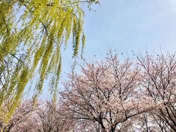 Low angle view of cherry blossoms against sky