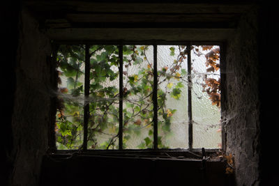 Close-up of trees seen through window