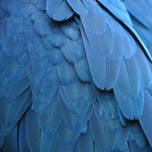 Close-up of peacock