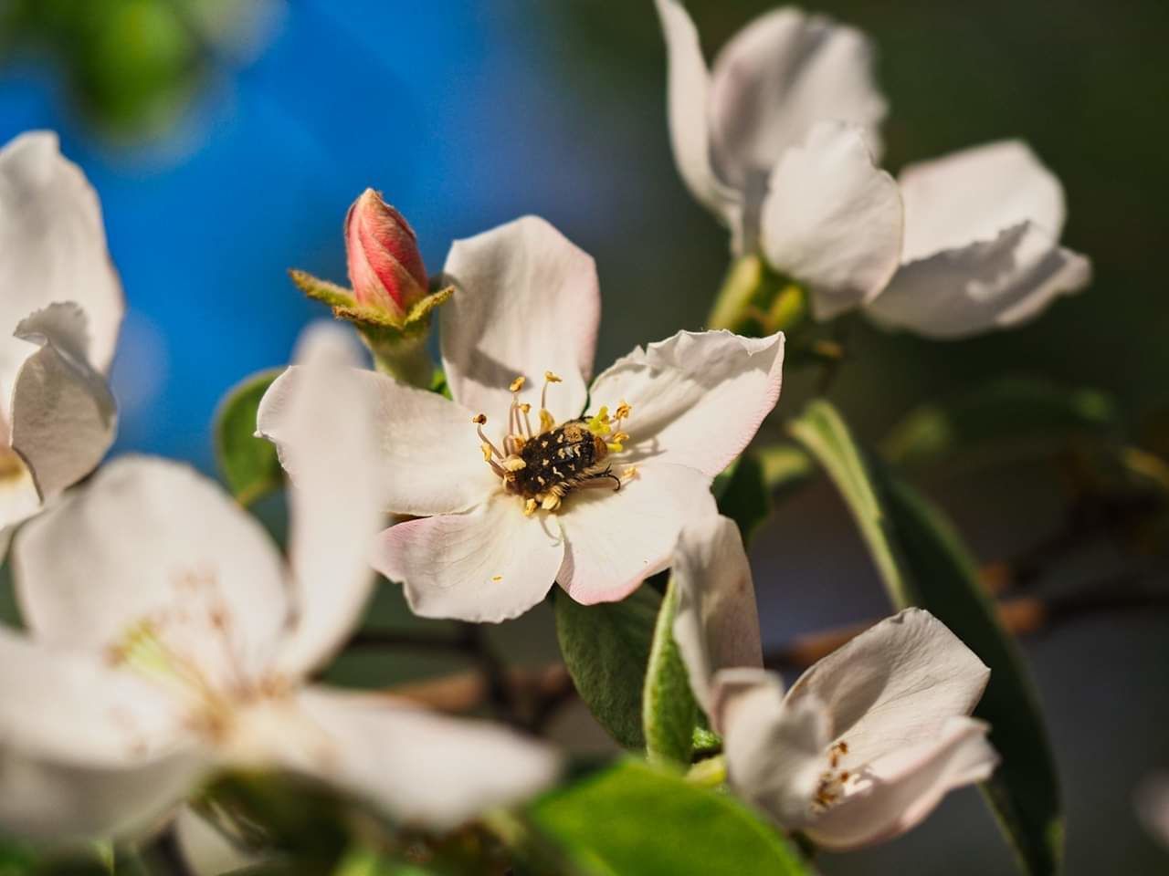 flowering plant, flower, plant, fragility, vulnerability, beauty in nature, freshness, petal, growth, close-up, flower head, inflorescence, pollen, nature, white color, no people, day, selective focus, stamen, focus on foreground, outdoors, springtime, pollination, cherry blossom