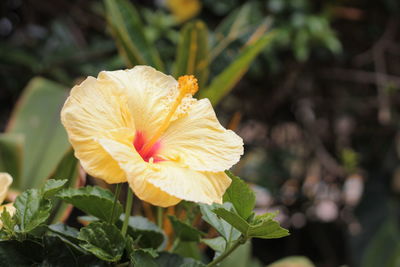 Close-up of yellow hibiscus flower