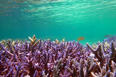 View of coral swimming in sea