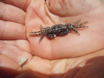 Close-up of hand holding crab