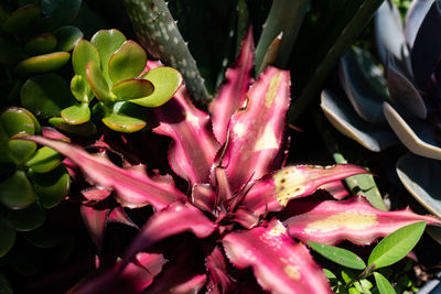 Close-up of pink flowering plant