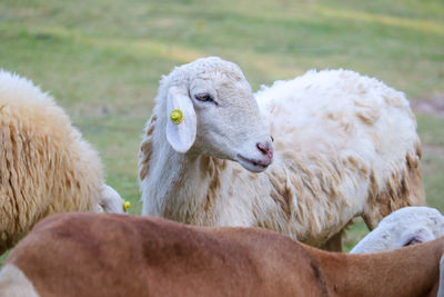 View of sheep on field