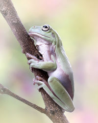The australian green tree frog or dumpy tree frog, with natural and colorful background.