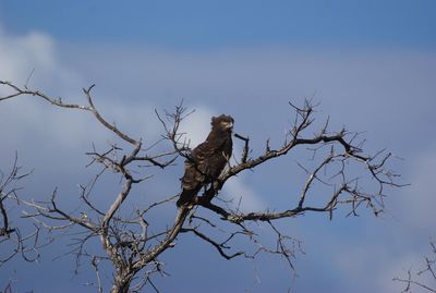 Low angle view of bird perching on bare tree against sky