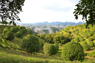 Scenic view of agricultural field against sky