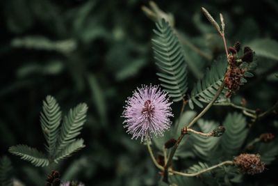 Close-up of purple flowering plants