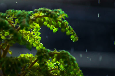 Close-up of fresh green plant