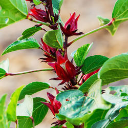 Close-up of red flowering plant