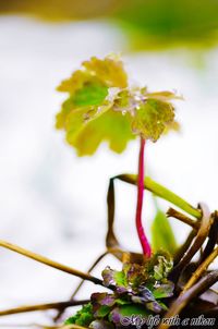 Close-up of flowering plant