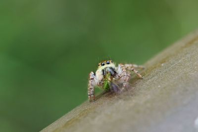 Close-up of spider