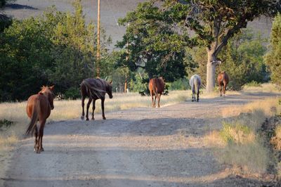 View of horses walking on road