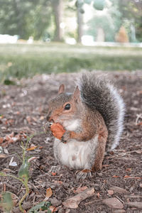 Close-up of squirrel