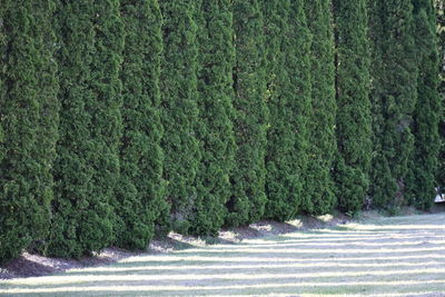 View of trees growing in park during winter