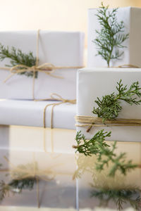 Close-up of potted plant on table