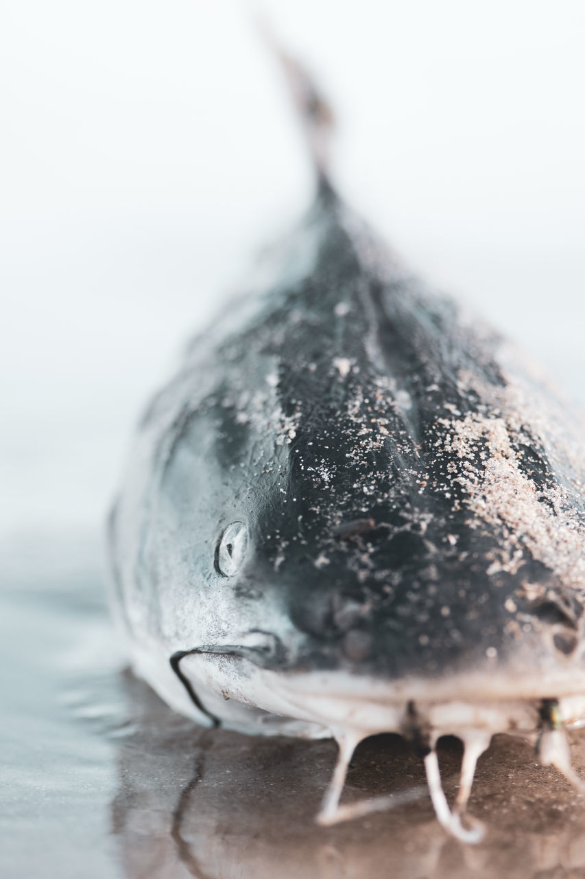 CLOSE-UP OF FISH WITH ICE