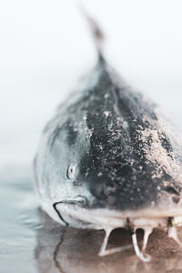 Close-up of fish on ice