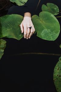 Close-up of woman hand with leaves